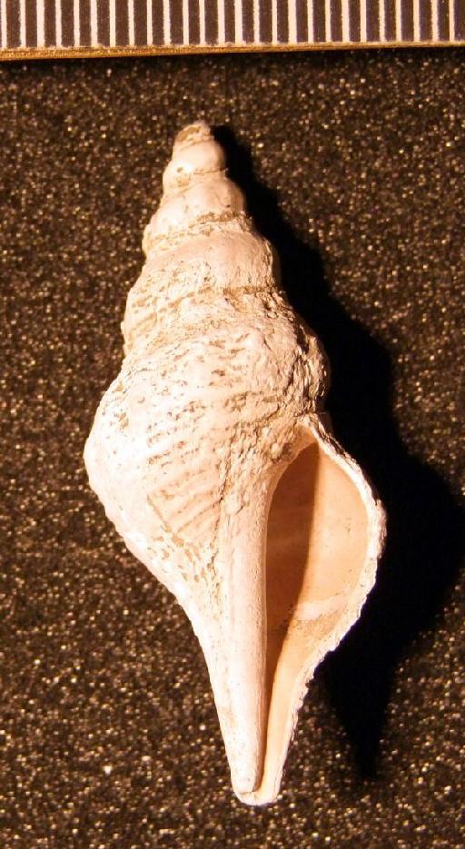 Turricula (Orthosurcula) crassa (Edwards, 1857) - TG 1117. Turricula (Orthosurcula) crassa (specimen 1)