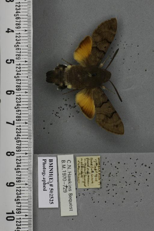 Macroglossum stellatarum (Linnaeus, 1758) - Joanna_041317_205980