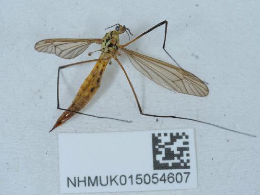 Nephrotoma flavescens (Linnaeus, 1758) - 015054607_3