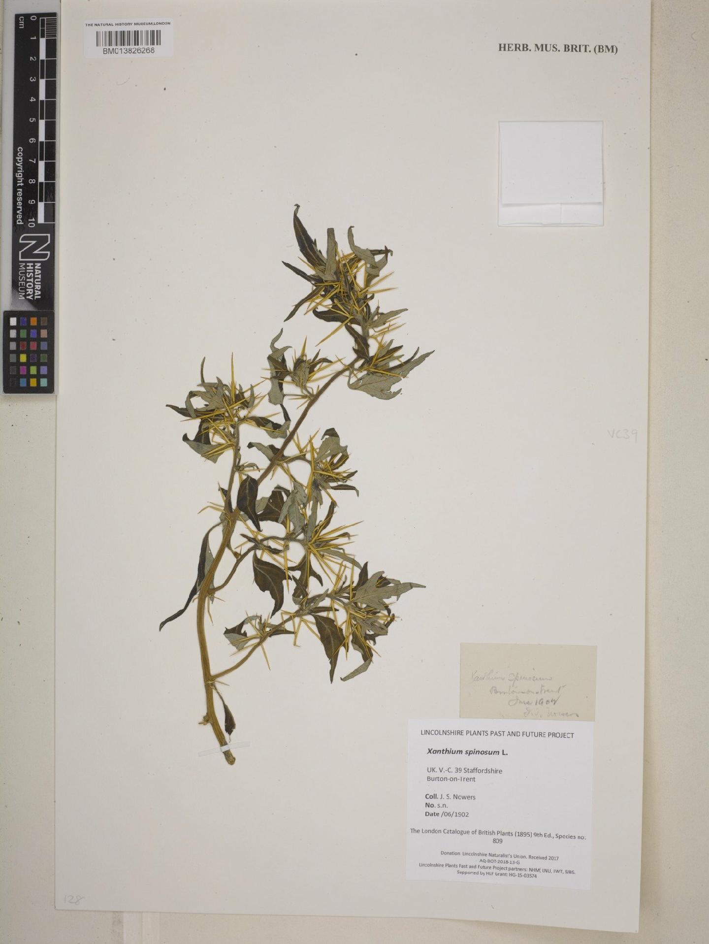 To NHMUK collection (Xanthium spinosum L.; NHMUK:ecatalogue:9385527)