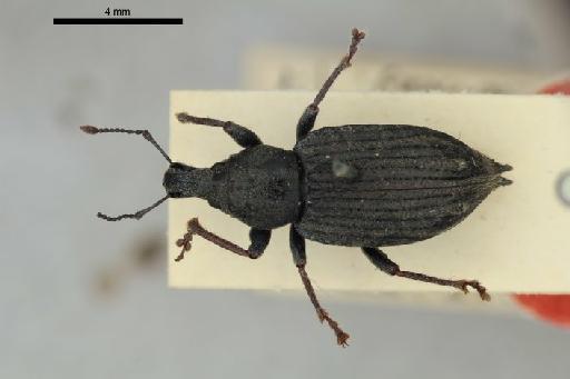 Inophloeus turricola Marshall - Inophloeus_turricola_Marshall_1926-BMNH1237424-holotype_habitus_dorsal-0p8x