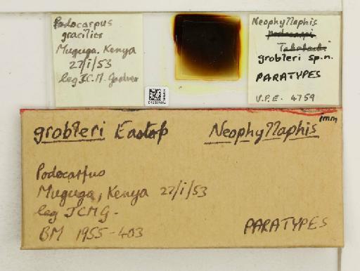 Neophyllaphis grobleri Eastop, 1955 - 015322604_112851_1095343_157798_Type