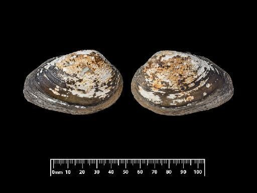 Unio crocodilorum subterclass Palaeoheterodonta Morelet, 1849 - 1893.2.4.2032, PARALECTOTYPE, Unio crocodilorum Morelet, 1849