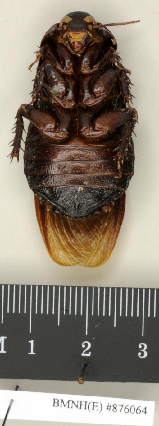 Salganea aequaliterspinosa Princis, 1951 - Salganea aequaliterspinosa Princis, 1951, female, non type, ventral. Photographer: Edward Baker. BMNH(E)#876064