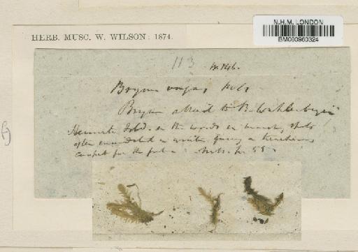 Philonotis vagans (Hook.f. & Wilson) Mitt. - BM000960324