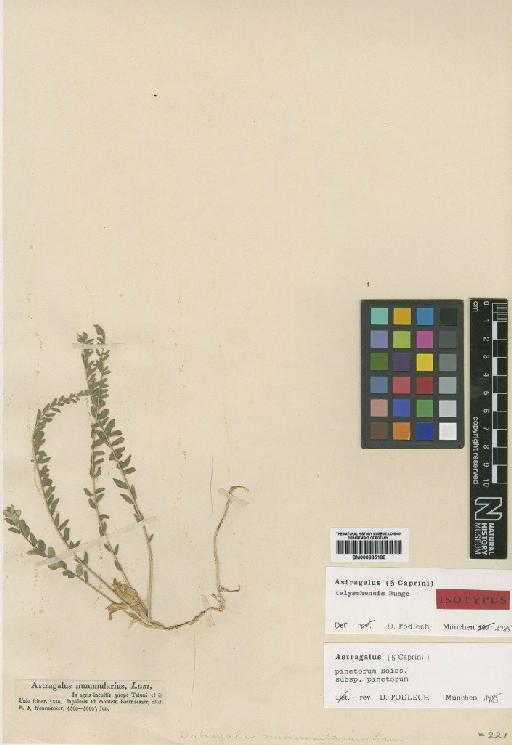 Astragalus pinetorum Boiss. - BM000885188