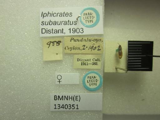 Iphicrates subauratus Distant, 1903 - Iphicrates subauratus-BMNH(E)1340351-Paralectotype female dorsal & labels