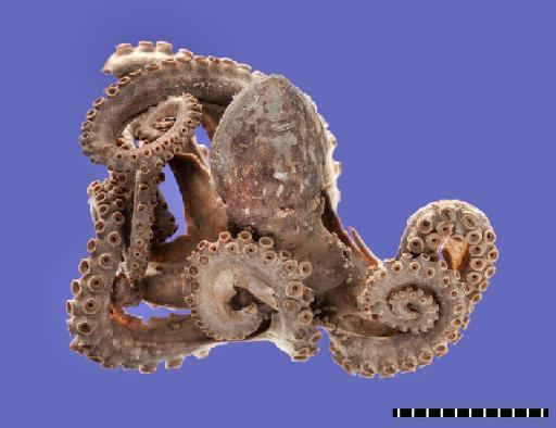 Octopus tenebricus Smith, 1884 - 1881.11.10.13-14, LECTOTYPE & PARALECTOTYPE, Octopus tenebricus Smith, 1884