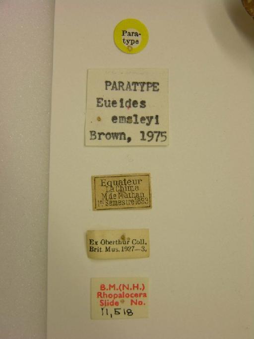 Eueides emsleyi - Euiedes emsleyi PT labels