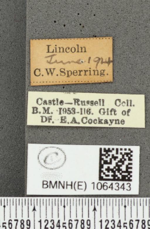 Coenonympha pamphilus ab. antiparvipuncta Leeds, 1950 - BMNHE_1064343_label_25416