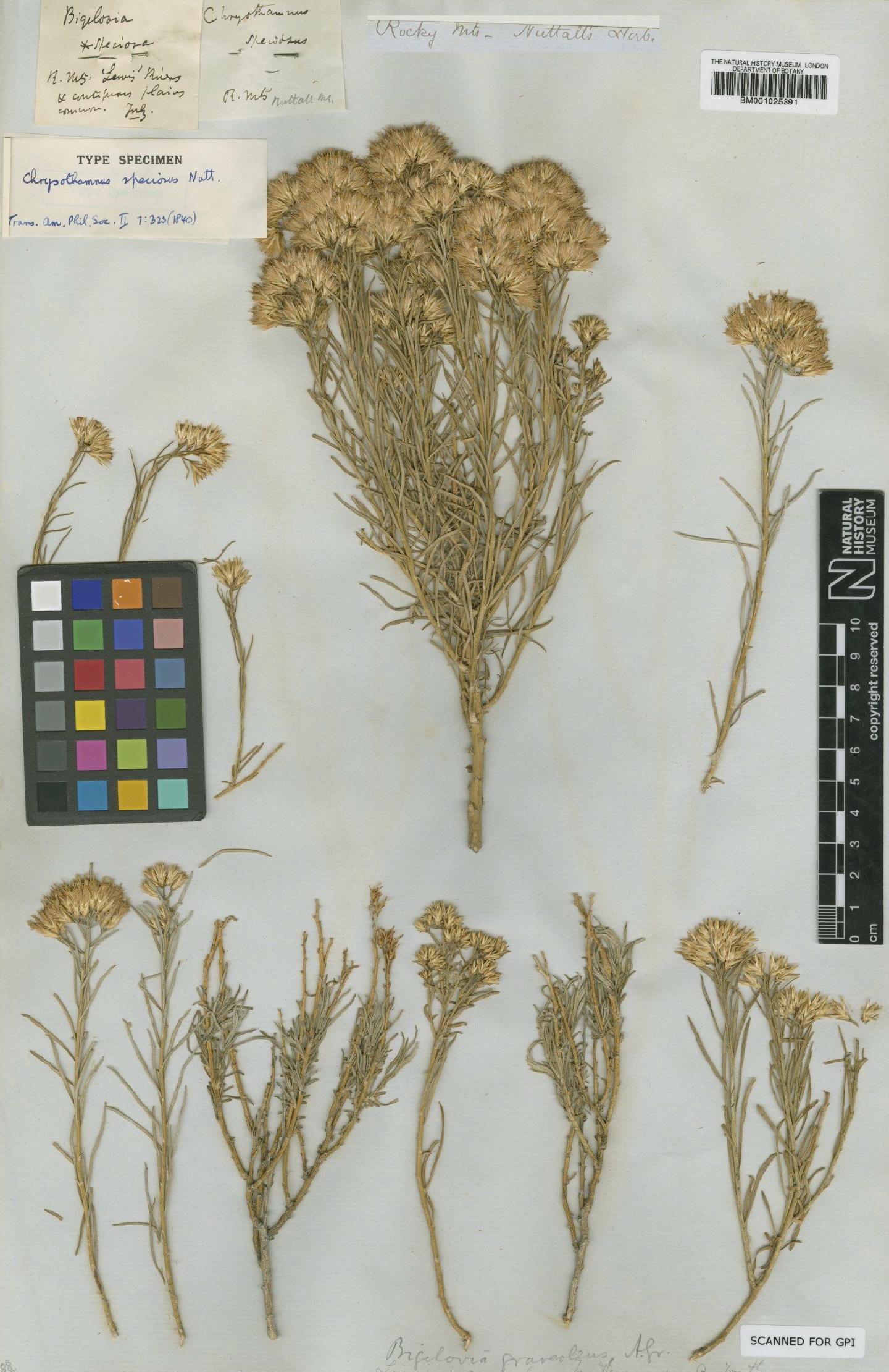 To NHMUK collection (Chrysothamnus nauseosus subsp. speciosus (Nutt.) H.M.Hall & Clem.; Type; NHMUK:ecatalogue:746551)