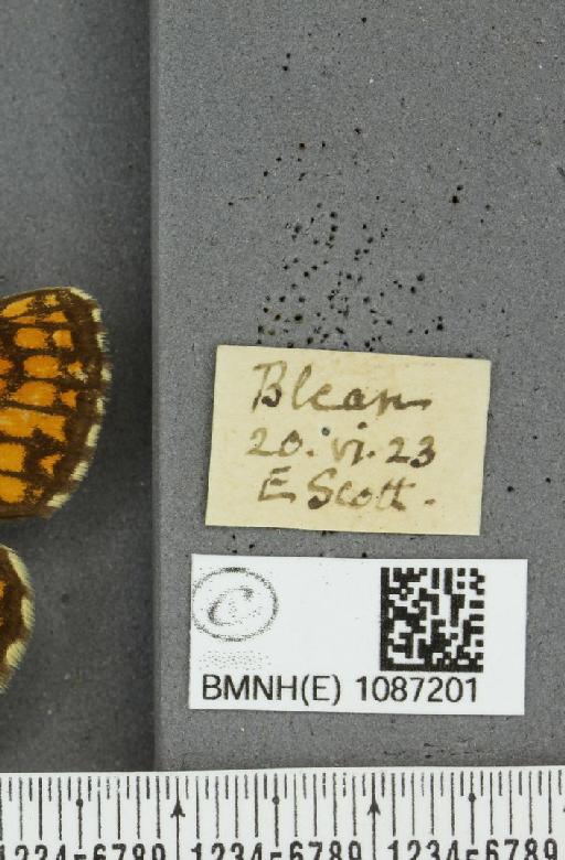 Melitaea athalia (Rottemburg, 1775) - BMNHE_1087201_label_57631