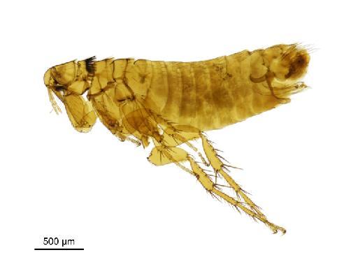 Ctenophthalmus bisoctodentatus heselhausi Oudemans, 1914 - 010177274__2016_12_14-Scene-1-ScanRegion0