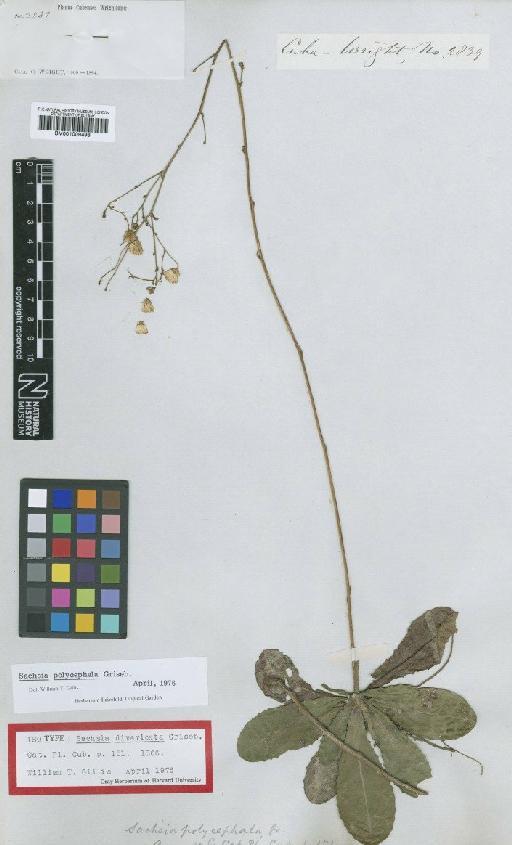 Sachsia polycephala Griseb. - BM001009498