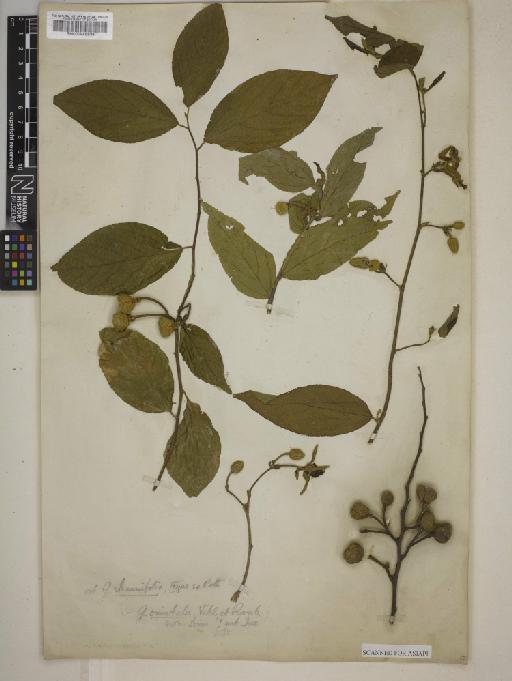 Grewia orientalis L. - BM000946538