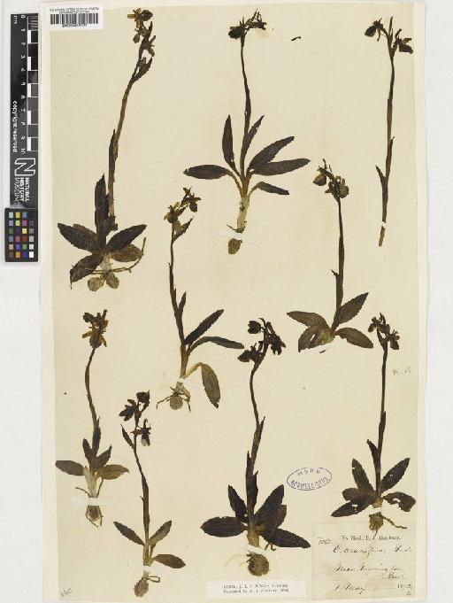 Ophrys sphegodes Mill. - BM000955321
