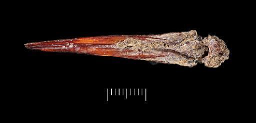 Oreochromis niloticus (Linnaeus, 1758) - NHMUK PV P 76387 Tabun fish spine (view 3)