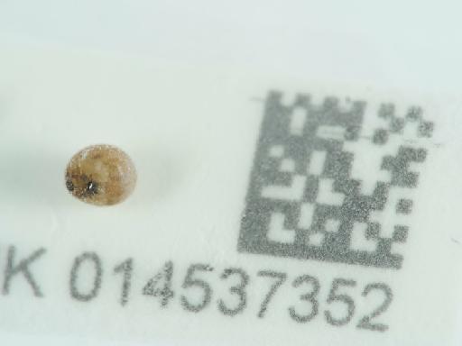 Theridiosoma gemmosum (L. Koch, 1878) - 014537352_1