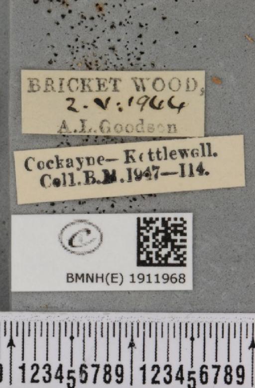 Aethalura punctulata (Denis & Schiffermüller, 1775) - BMNHE_1911968_label_484959