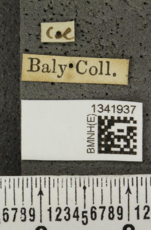 Gynandrobrotica imitans (Jacoby, 1879) - BMNHE_1341937_label_23550