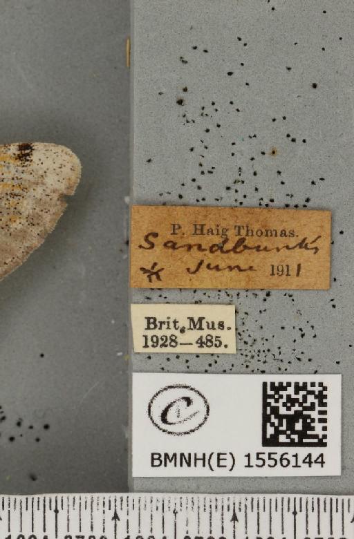 Dicallomera fascelina ab. ochreolinea Cockayne, 1951 - BMNHE_1556144_label_255965