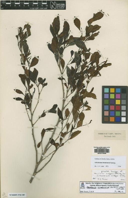 Sebastiania ramosissima (A.St.-Hil.) A.L.Melo & M.F.Sales - BM000799985