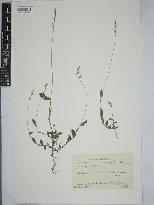 Oplismenus burmanni (Retz.) P.Beauv. - 012547771