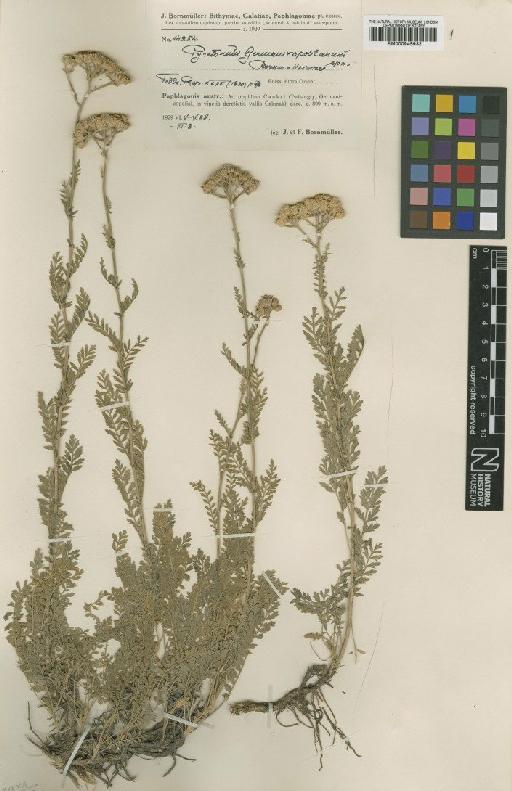 Pyrethrum germanicopolitanum Bornm. - BM000945932
