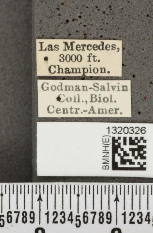 Acalymma coruscum costaricense Bechyné, 1955 - BMNHE_1320326_label_21137
