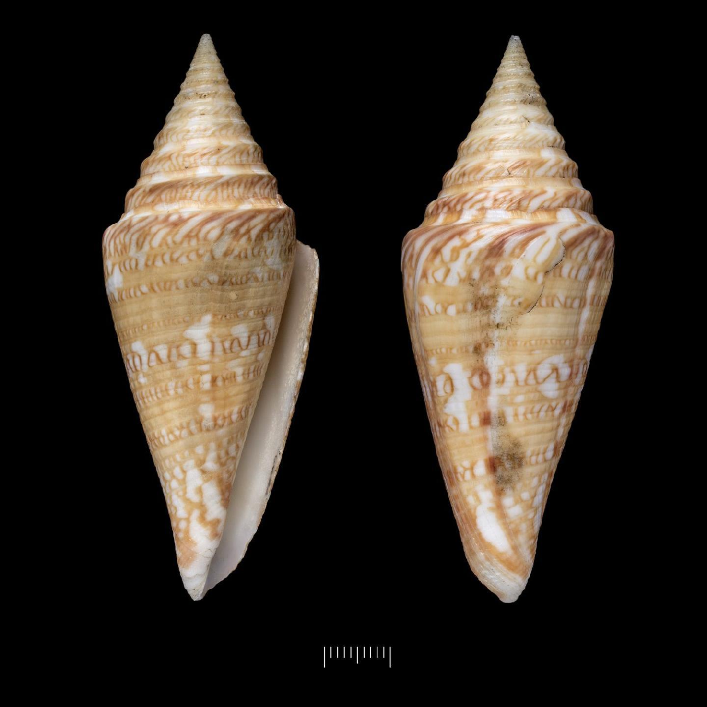 To NHMUK collection (Conus excelsus G. B. Sowerby III, 1908; HOLOTYPE; NHMUK:ecatalogue:2853108)