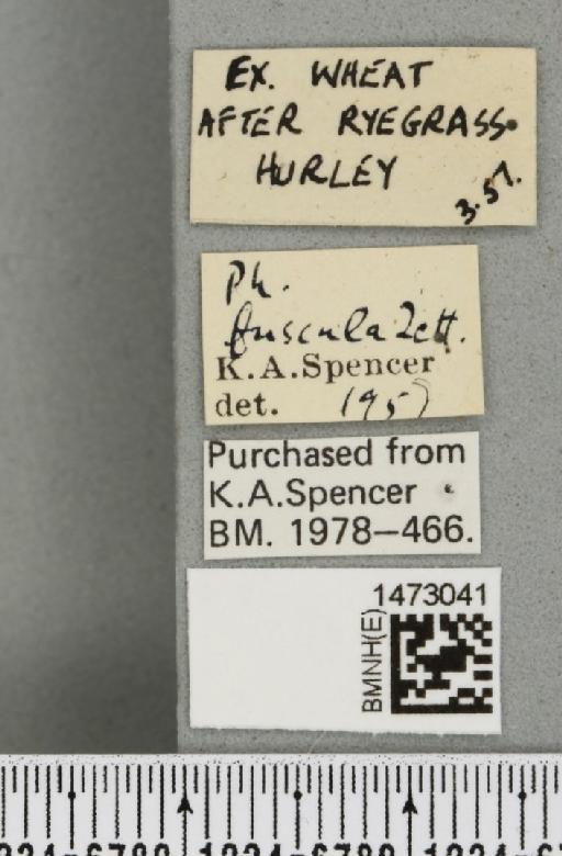 Chromatomyia fuscula (Zetterstedt, 1838) - BMNHE_1473041_label_48314