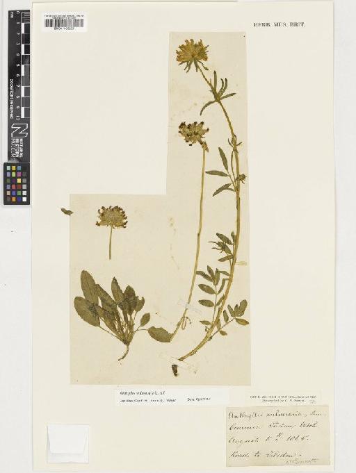 Anthyllis vulneraria L. - BM001036223