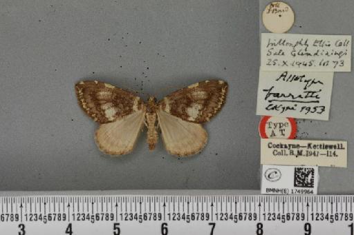 Hydriomena furcata ab. barretti Cockayne, 1953 - BMNHE_1749964_327728