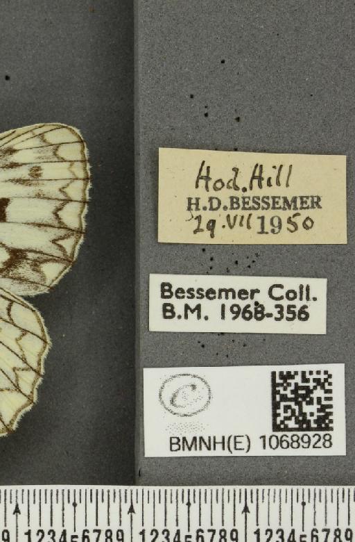 Melanargia galathea serena ab. semigalene Stauder, 1929 - BMNHE_1068928_label_34737