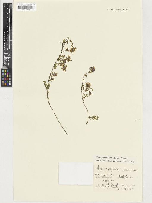Thymus polytrichus subsp. britannicus (Ronniger) Kerguélen - BM001037078