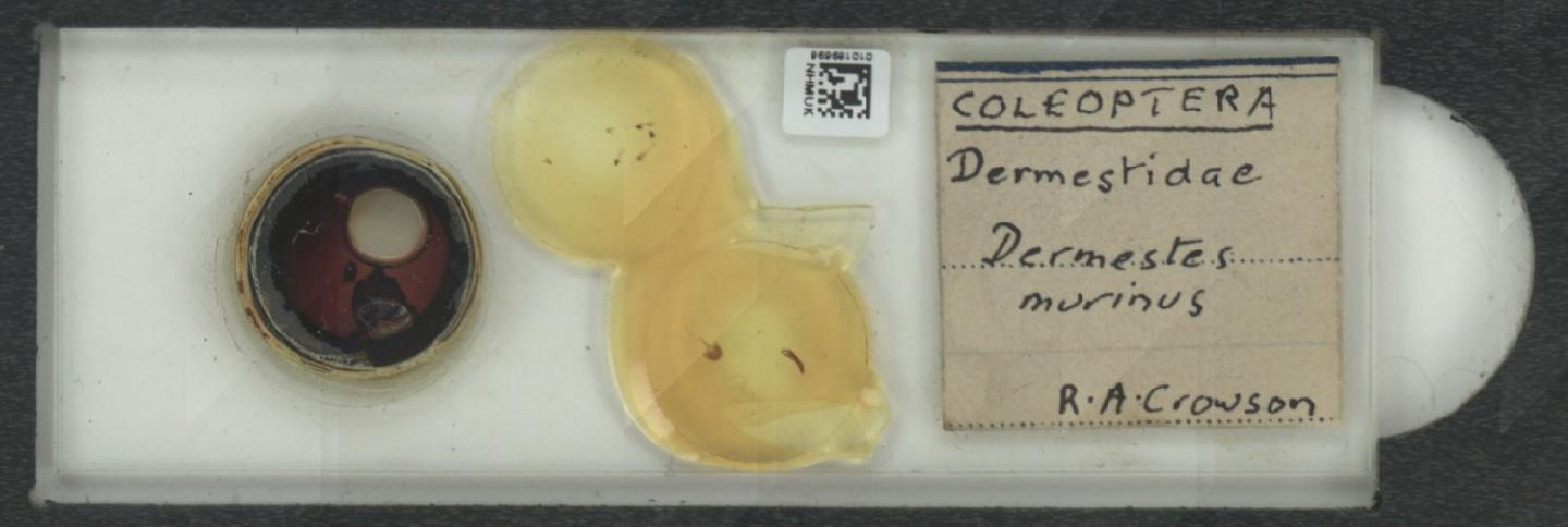 Dermestes murinus