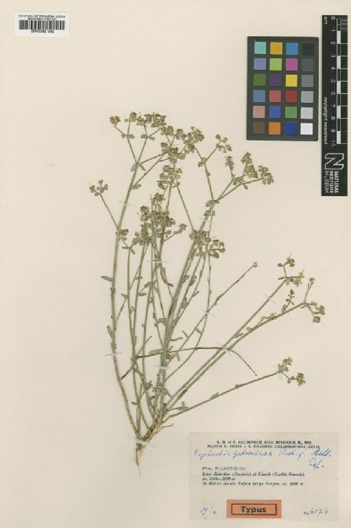 Euphorbia gedrosiaca Rech.f. - BM000951562