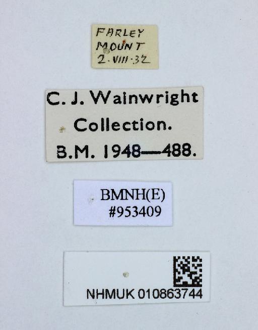 Bellardia Robineau-Desvoidy, 1863 - 010863744-Bellardia-labels