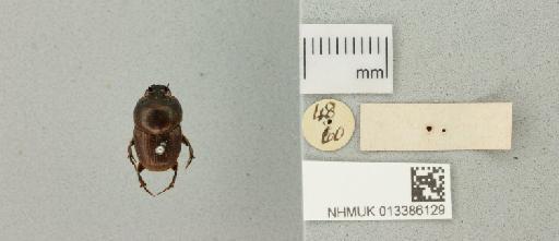 Onthophagus sagittarius (Fabricius, 1775) - 013386129_additional