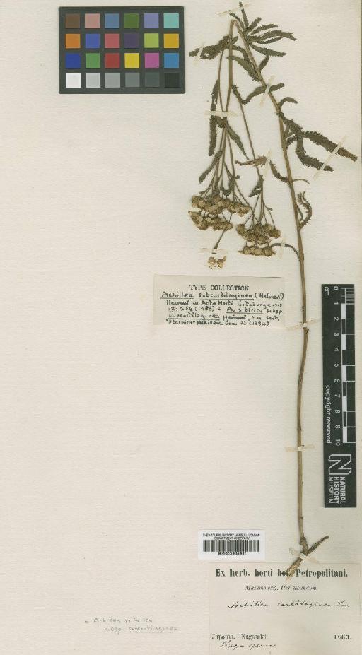 Achillea sibirica subsp. subcartilaginea Heimerl - BM000945991