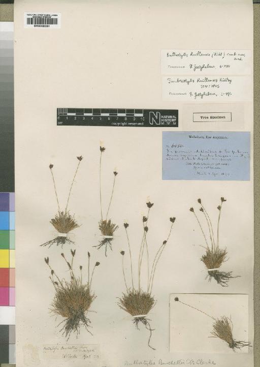 Bulbostylis burchellii (Ficalho & Hiern) C.B.Clarke - BM000922591