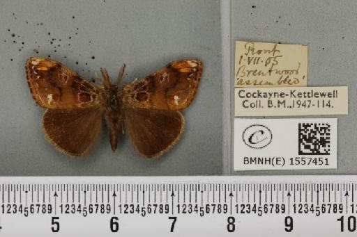 Orgyia recens (Hübner, 1819) - BMNHE_1557451_256958