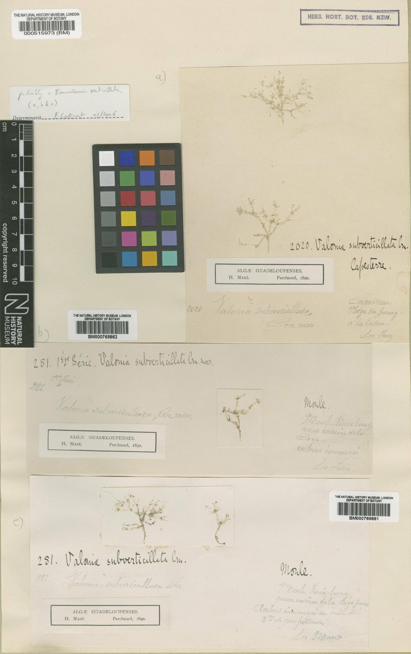 To NHMUK collection (Valonia subverticillata P.Crouan & H.Crouan; Type; NHMUK:ecatalogue:4831175)