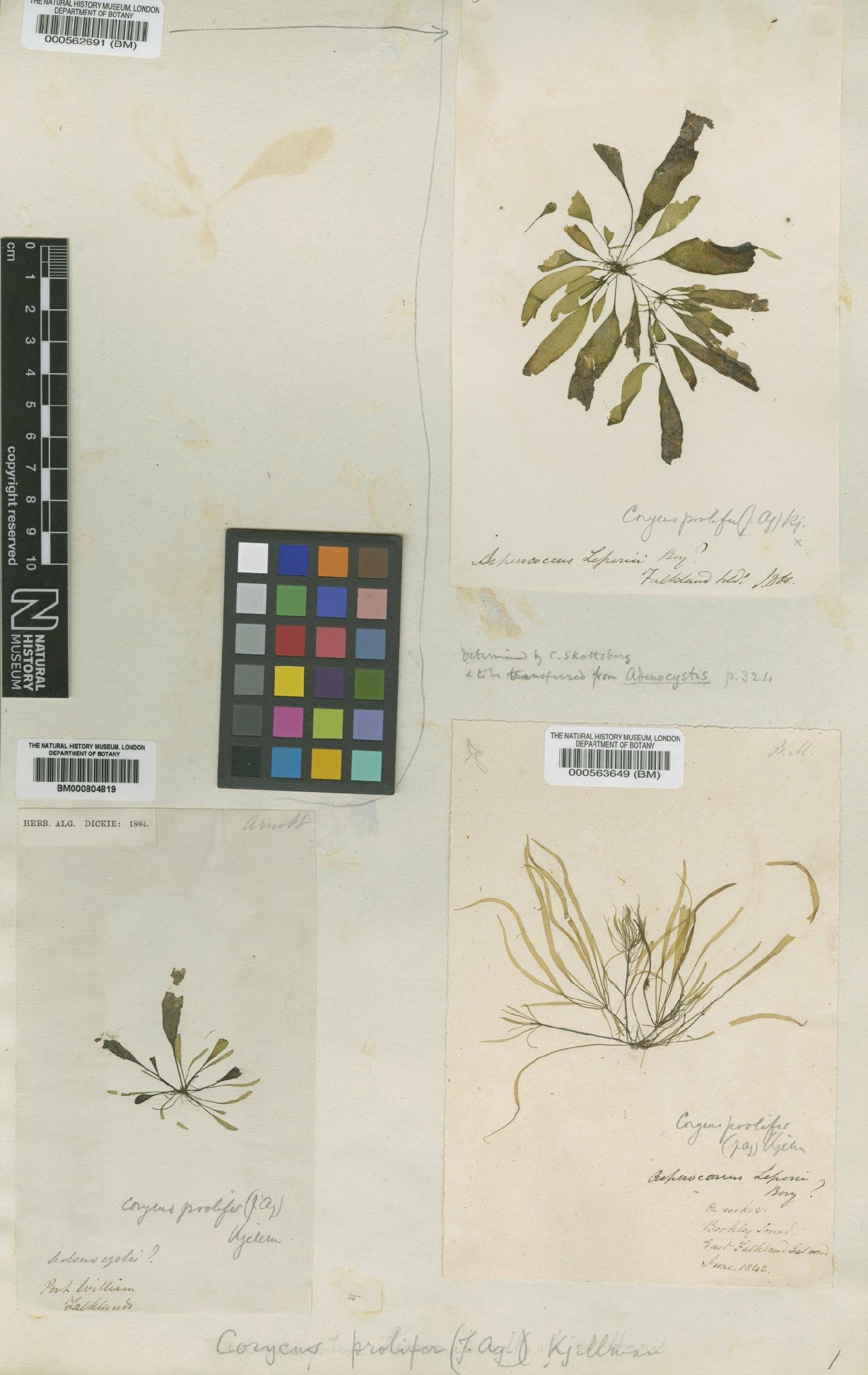 To NHMUK collection (Phycolapathum lanceolatum Kütz.; Type; NHMUK:ecatalogue:4719729)