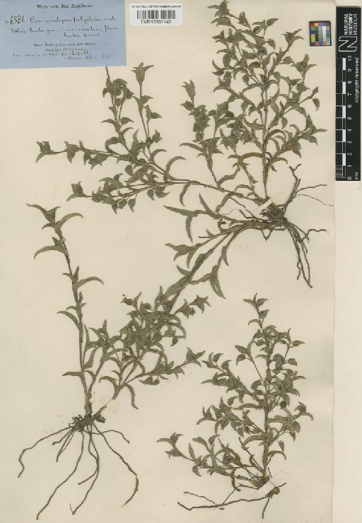 Commelina africana var. polyclada C.B.Clarke - BM013399142