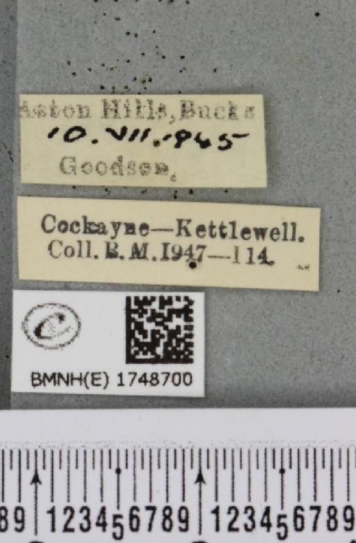 Hydriomena furcata ab. sordidata Fabricius, 1794 - BMNHE_1748700_label_327041