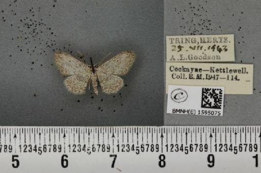 Idaea seriata ab. calcearia Zeller, 1849 - BMNHE_1595075_262790