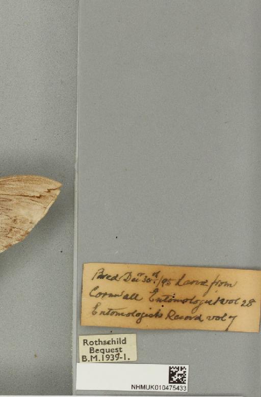 Agrius convolvuli ab. unicolor Tutt, 1904 - NHMUK_010475433_label_527060