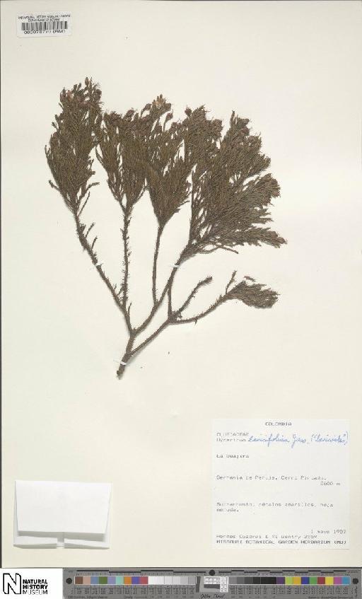 Hypericum laricifolium Juss. - BM000076770