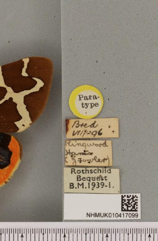 Arctia caja ab. basicincta Cockayne, 1947 - NHMUK_010417099_label_529483